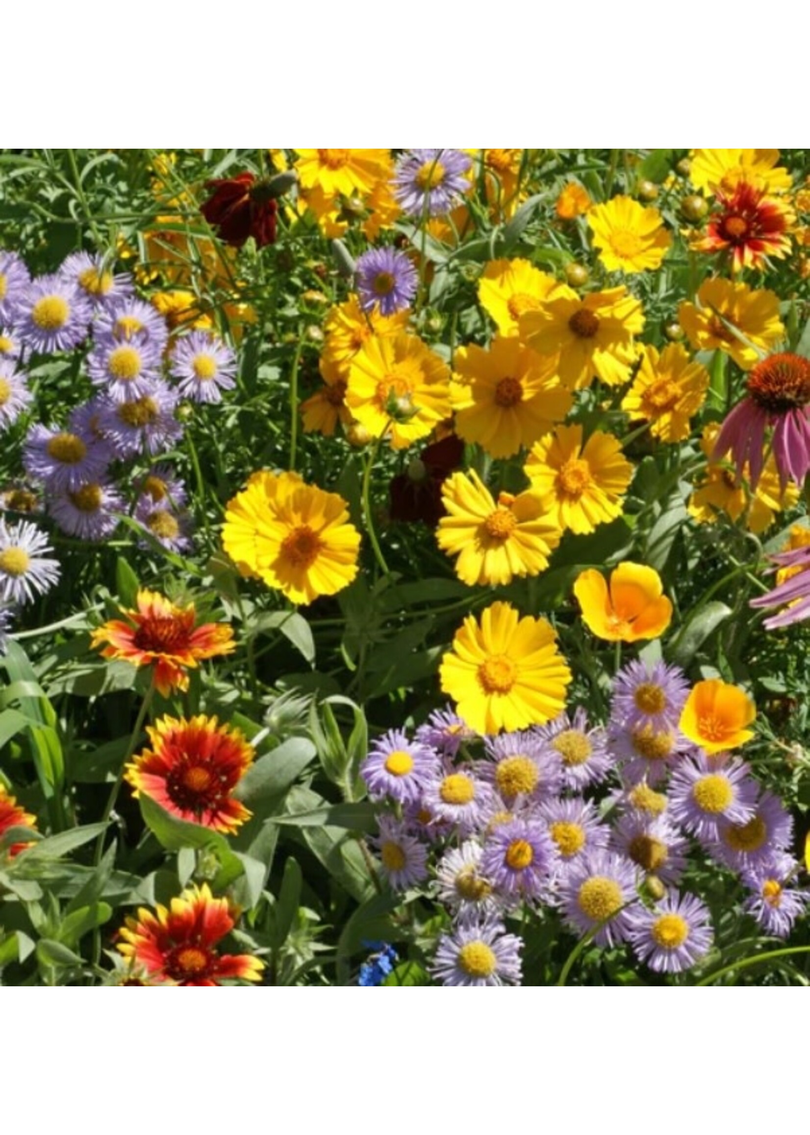 WestCoast Seeds Wild Flower Bee Garden Blend