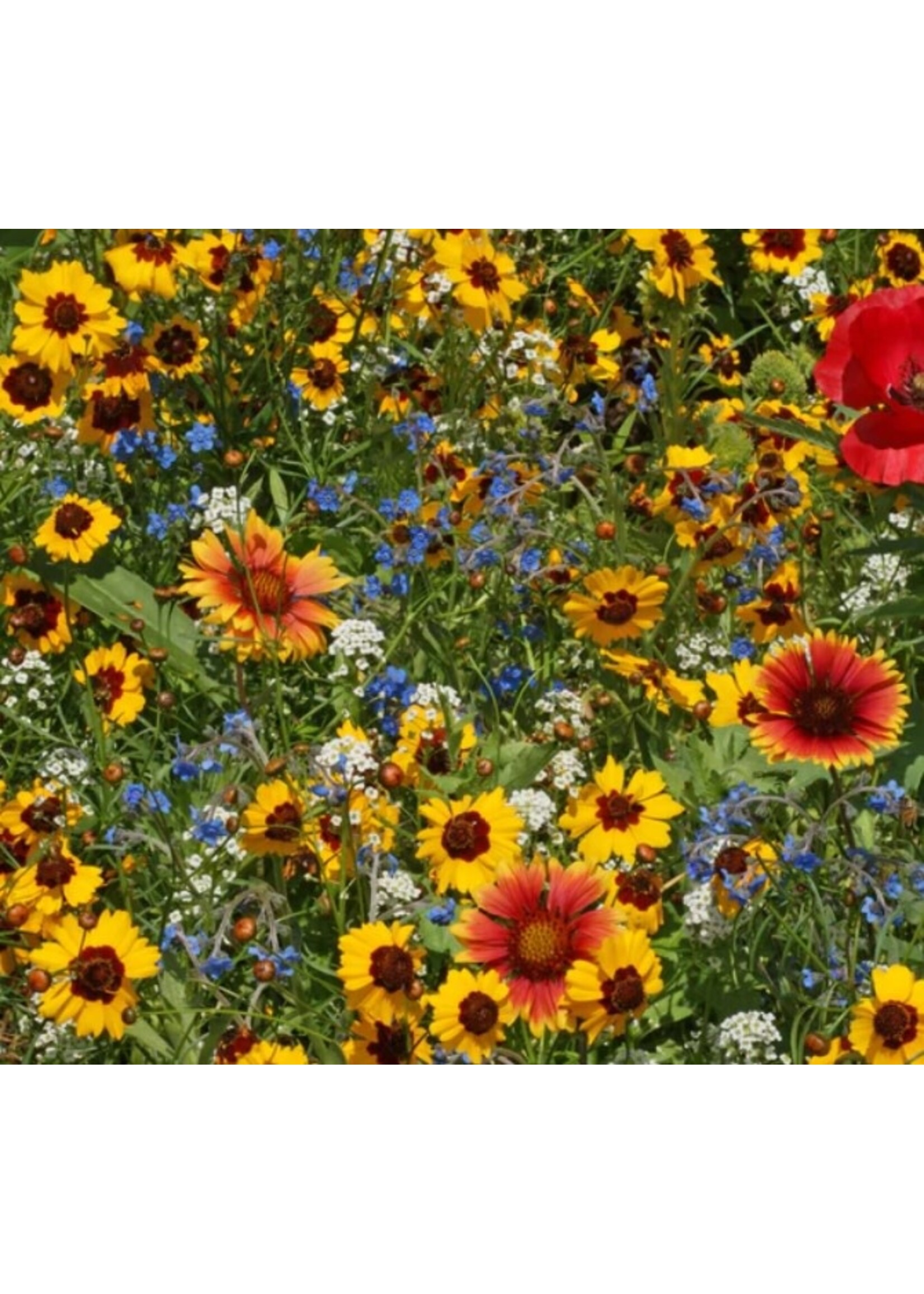 WestCoast Seeds Wild Flower Bee Garden Blend