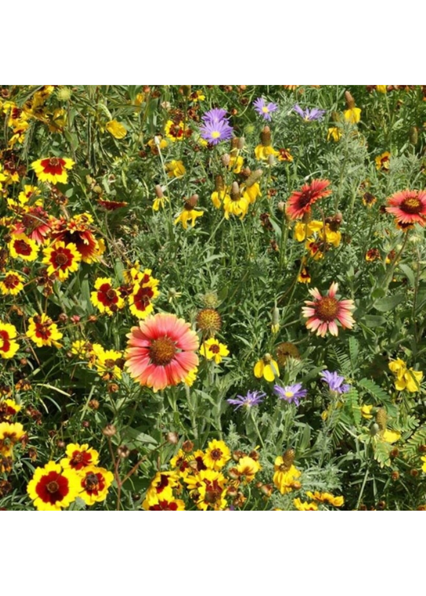 WestCoast Seeds Wild Flowers Southern Prairies Wildflower Blend