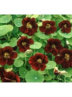 WestCoast Seeds Nasturtium Black Velvet