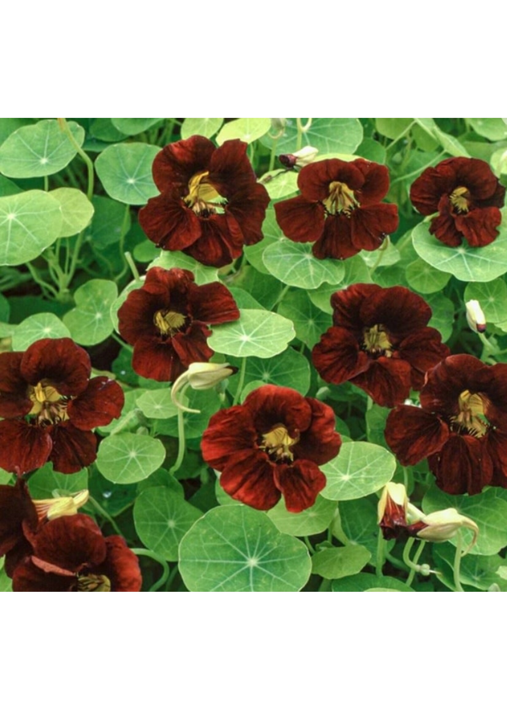 WestCoast Seeds Nasturtium Black Velvet