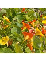 WestCoast Seeds Nasturtiums Jewel Mix