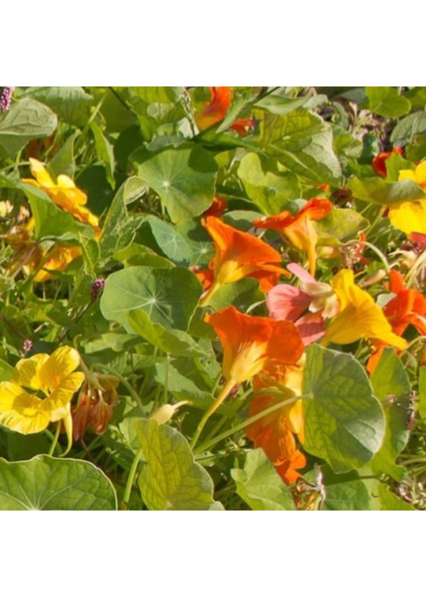 WestCoast Seeds Nasturtiums Jewel Mix