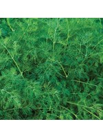 WestCoast Seeds Dill Ella Organic