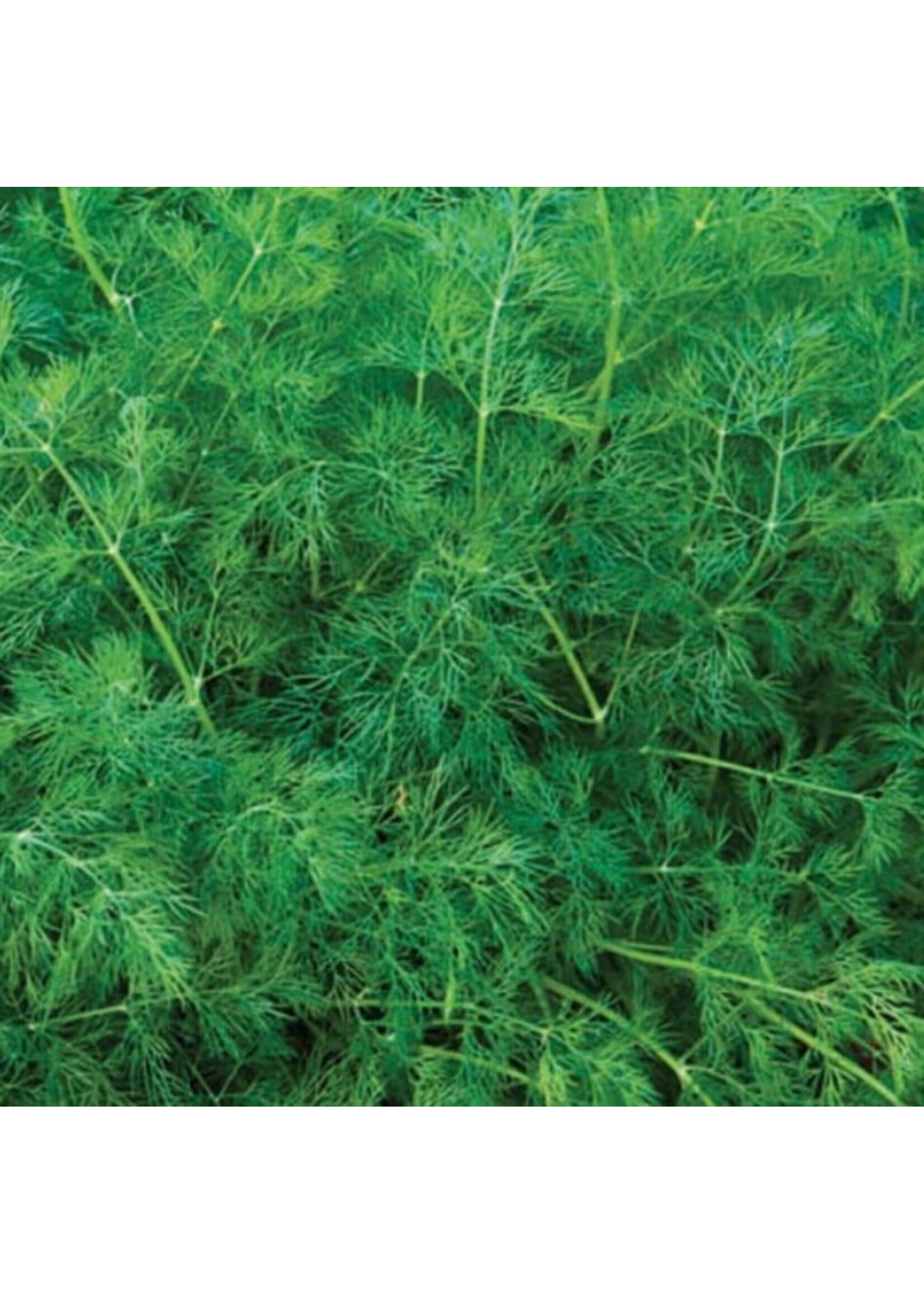 WestCoast Seeds Dill Ella Organic