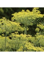 WestCoast Seeds Dill Dukat