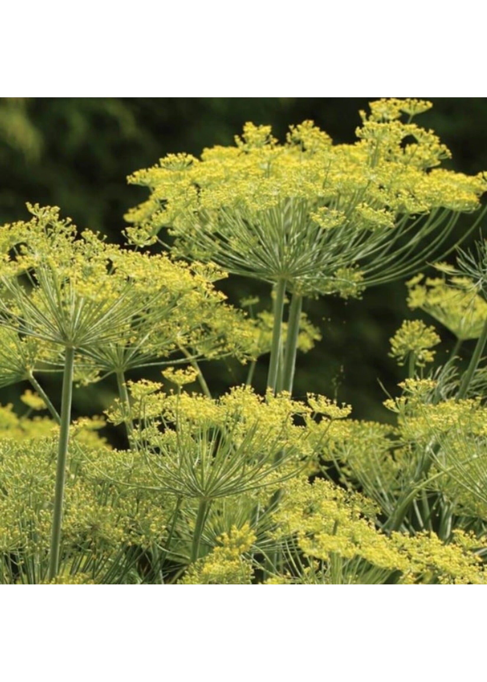 WestCoast Seeds Dill Dukat