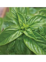 WestCoast Seeds Sweet Basil