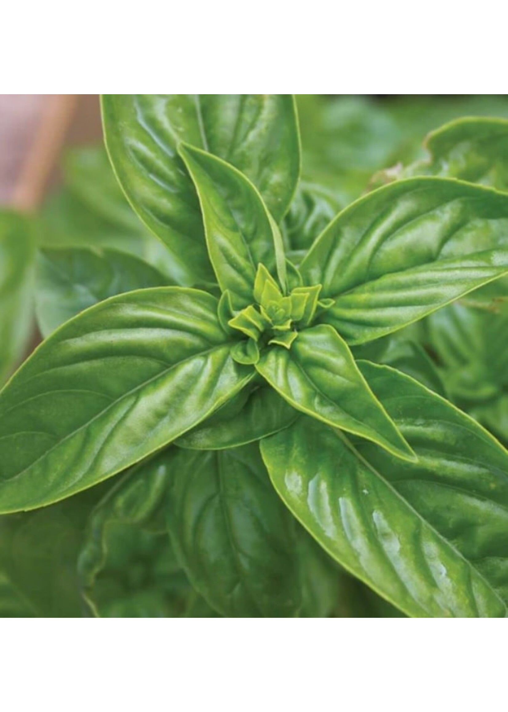 WestCoast Seeds Sweet Basil