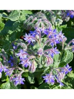 WestCoast Seeds Borage