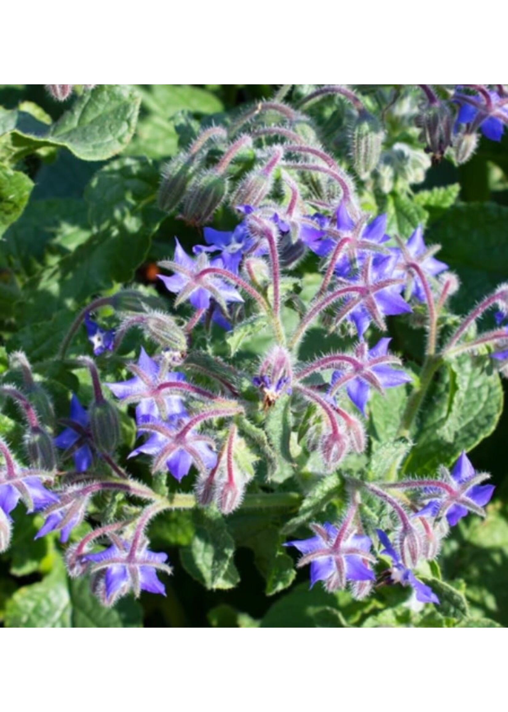 WestCoast Seeds Borage