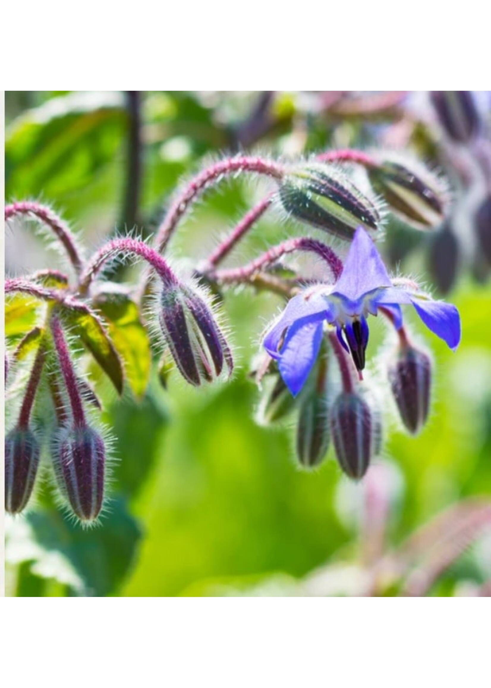 WestCoast Seeds Borage