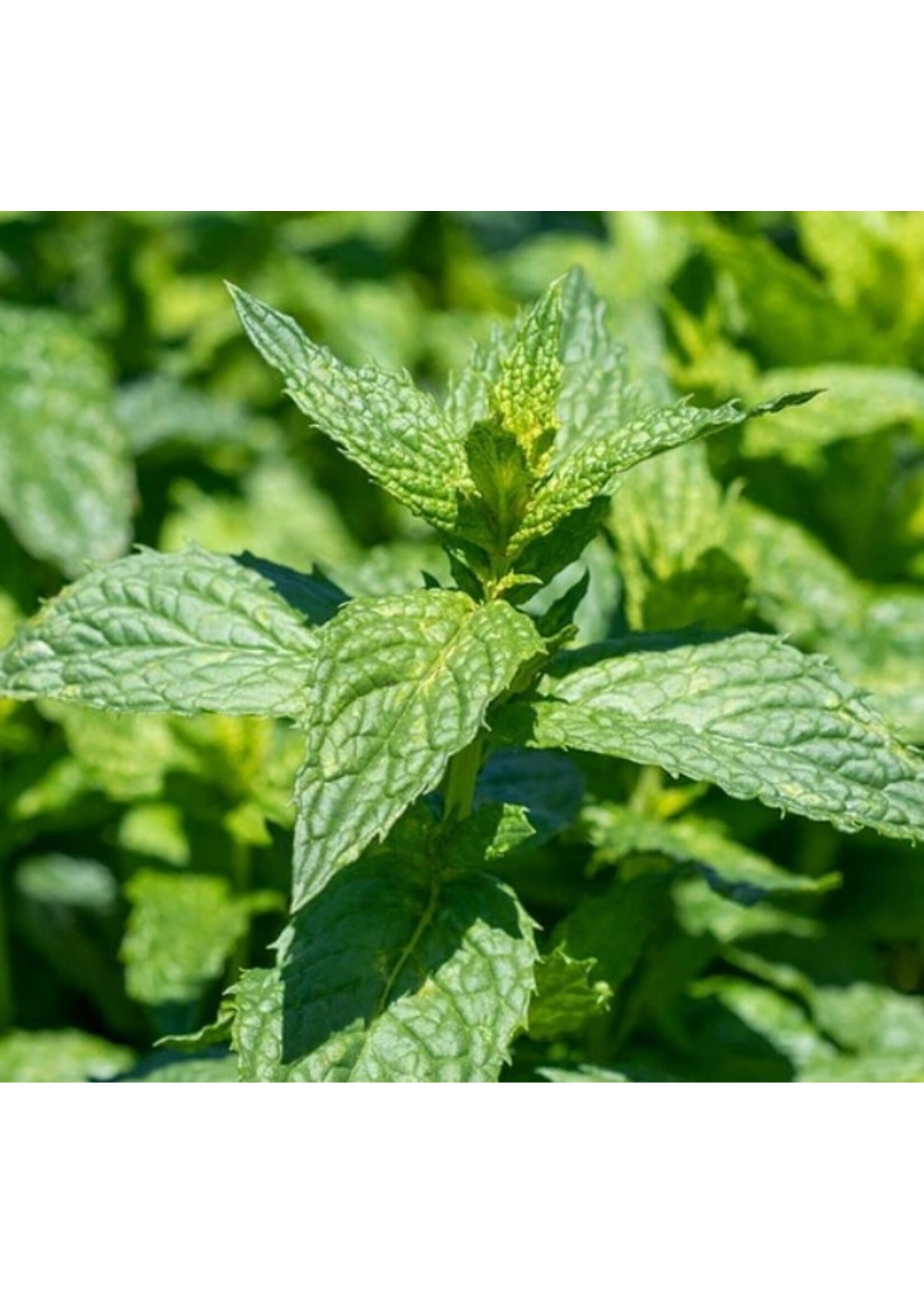 WestCoast Seeds Peppermint