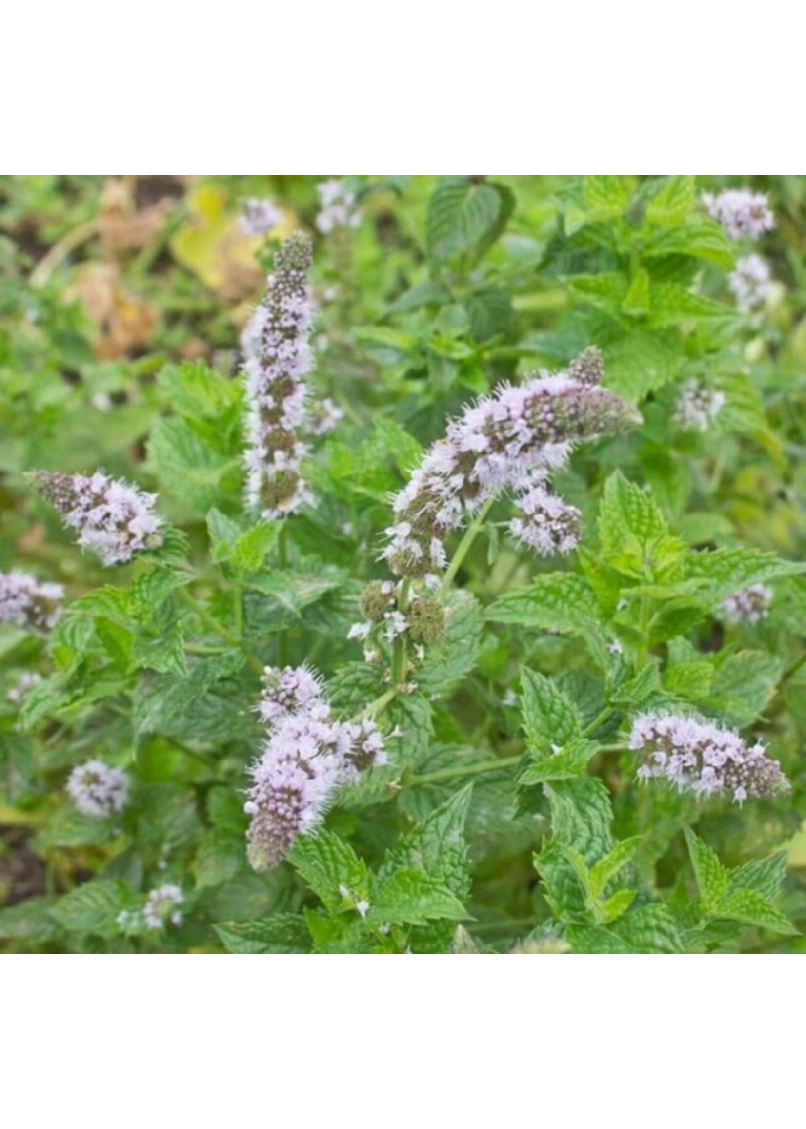 WestCoast Seeds Peppermint