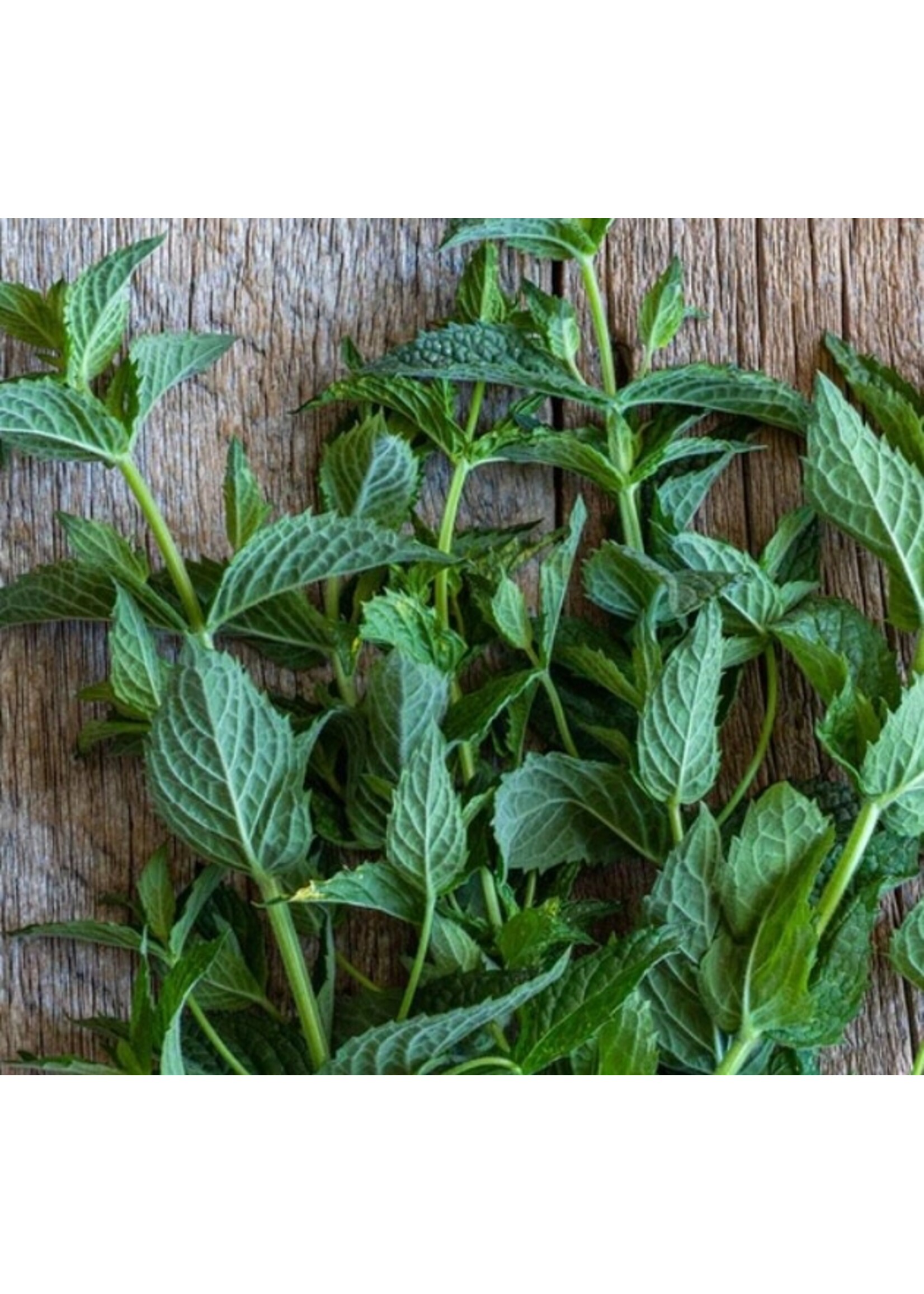 WestCoast Seeds Peppermint