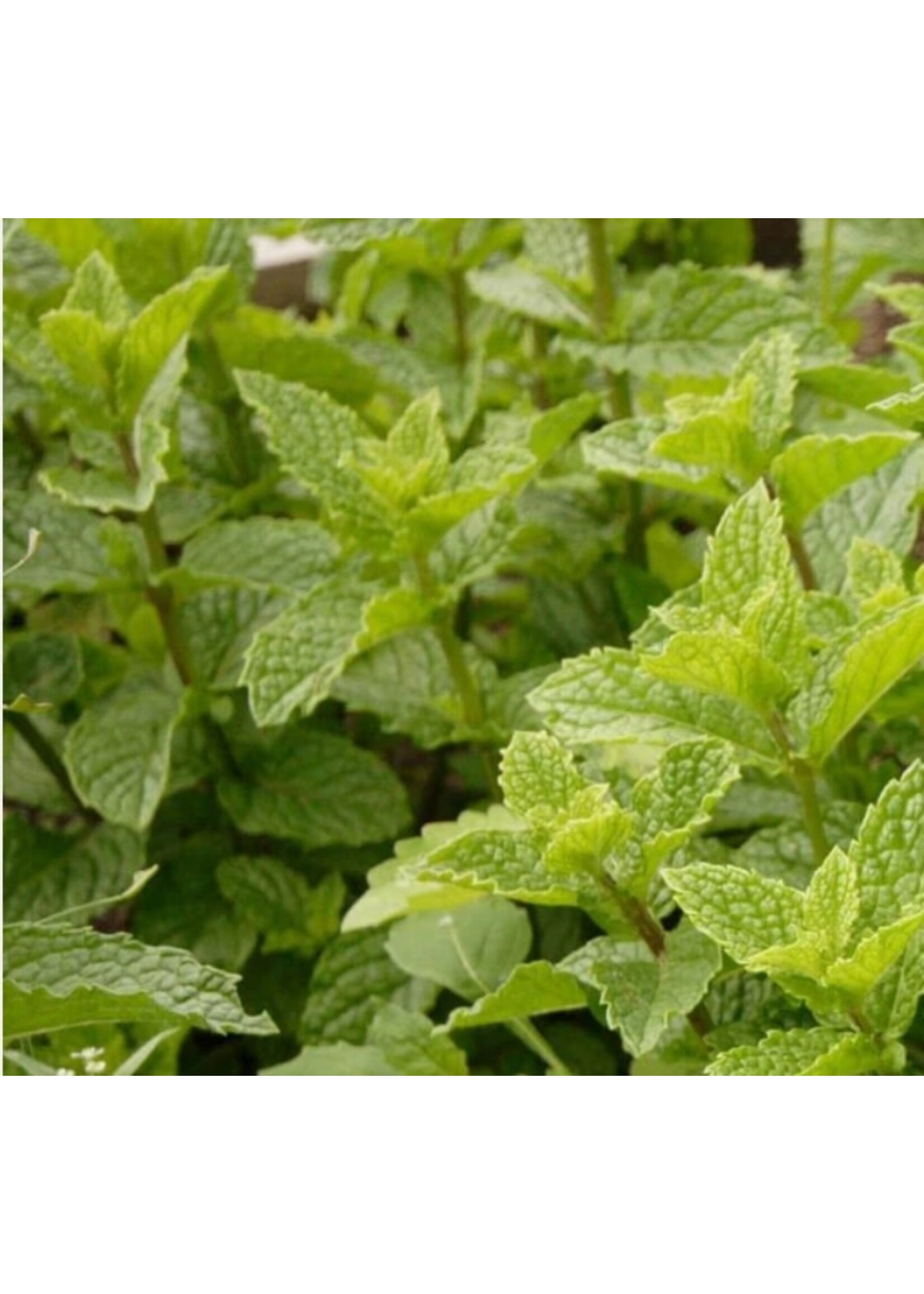 WestCoast Seeds Peppermint