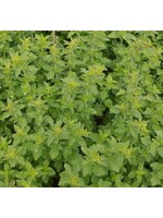 WestCoast Seeds Greek Oregano Organic