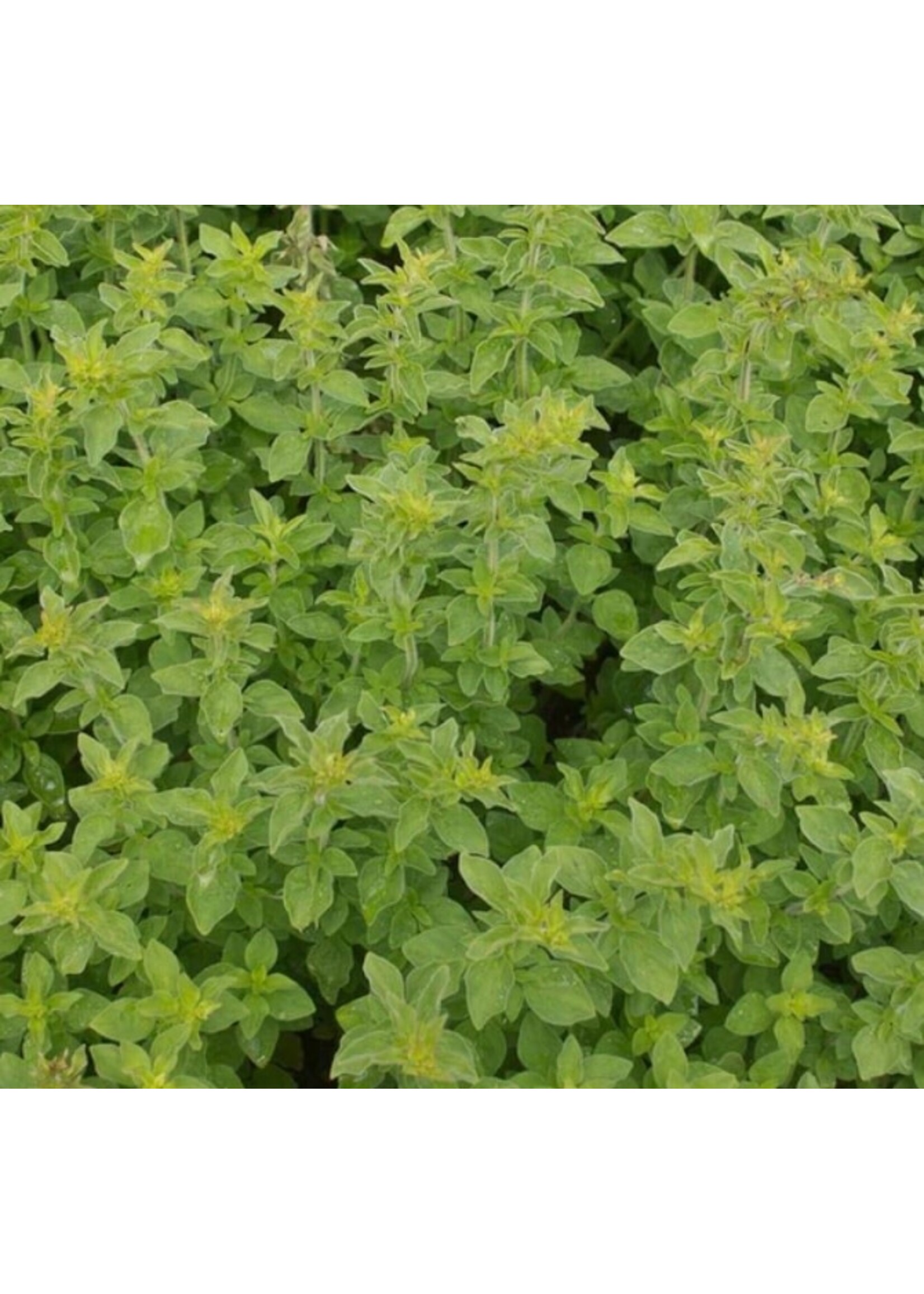 WestCoast Seeds Greek Oregano Organic