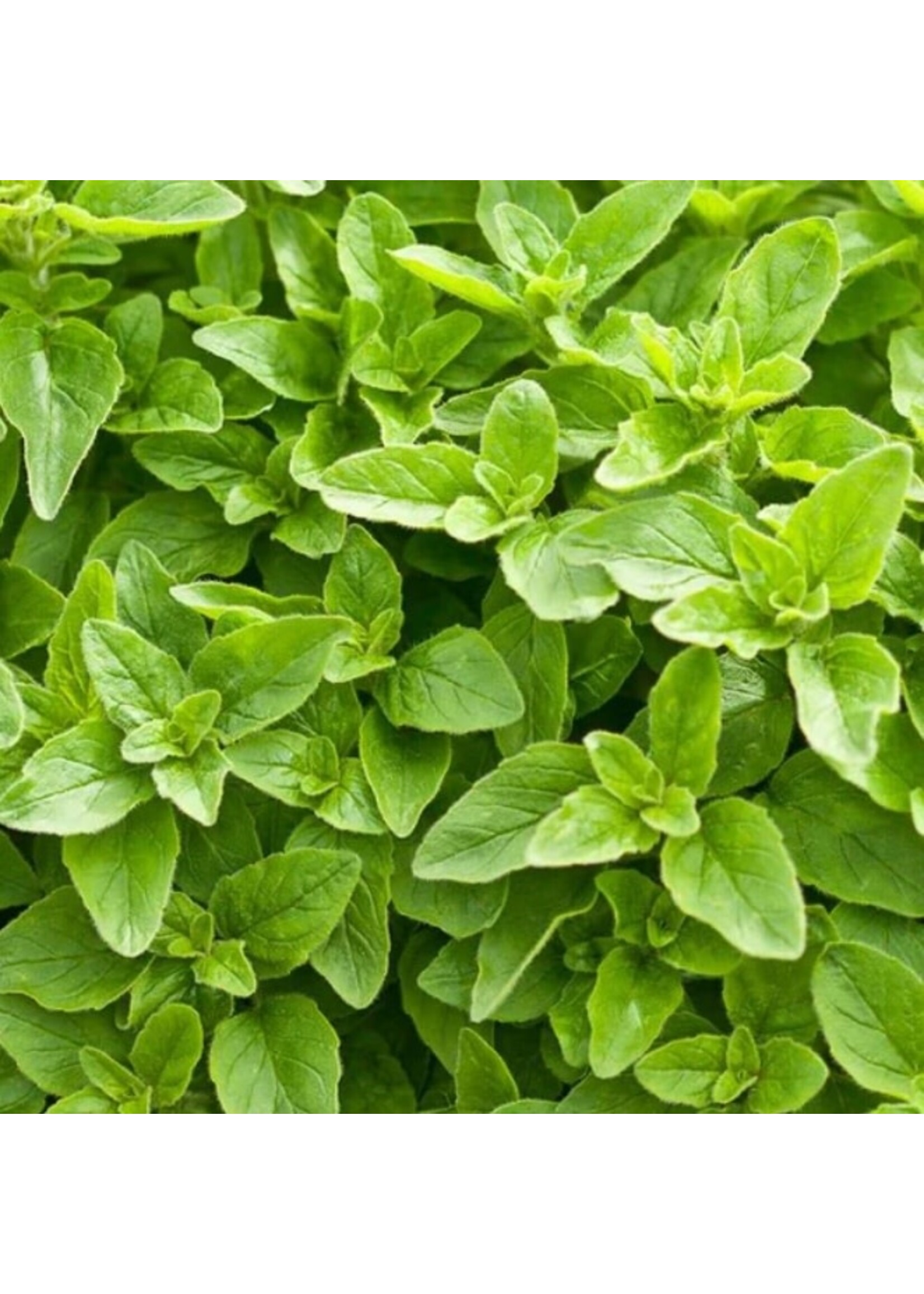 WestCoast Seeds Greek Oregano Organic