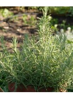 WestCoast Seeds Rosemary