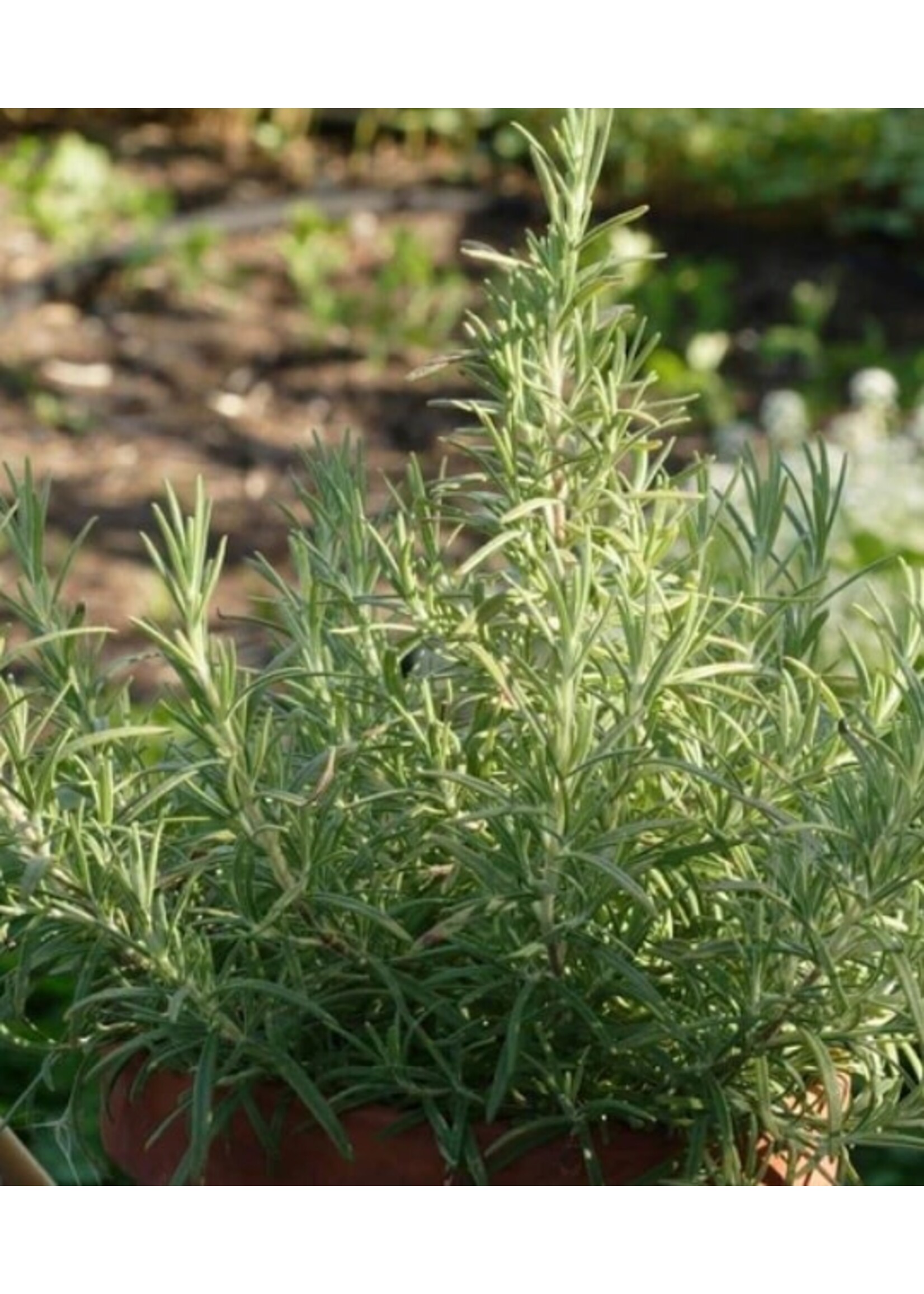 WestCoast Seeds Rosemary