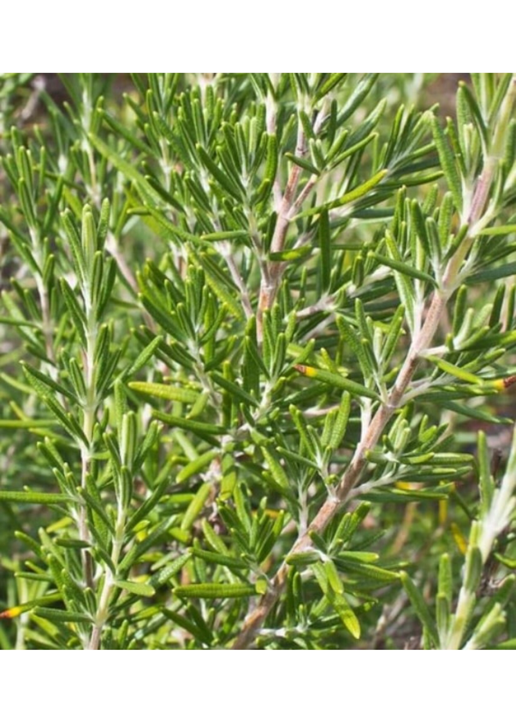WestCoast Seeds Rosemary