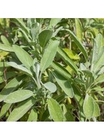 WestCoast Seeds Sage Ceres Organic