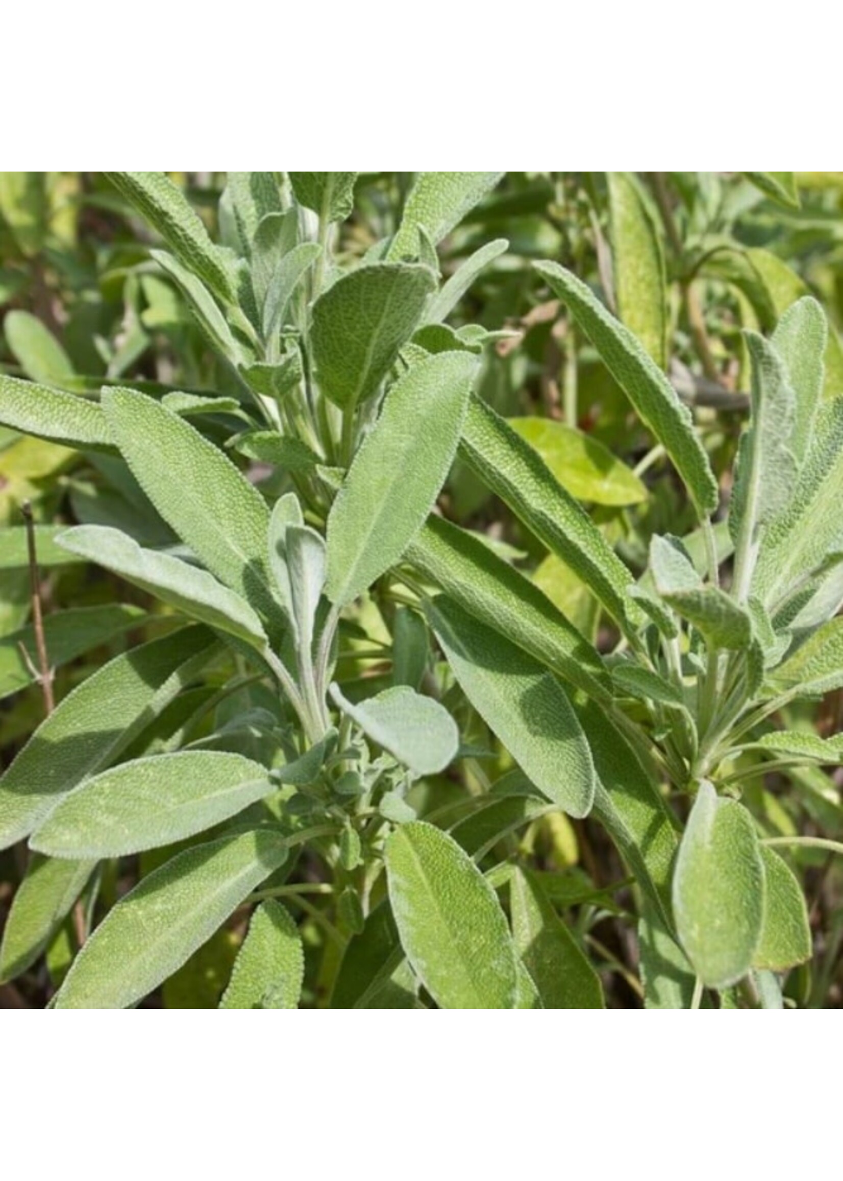 WestCoast Seeds Sage Ceres Organic
