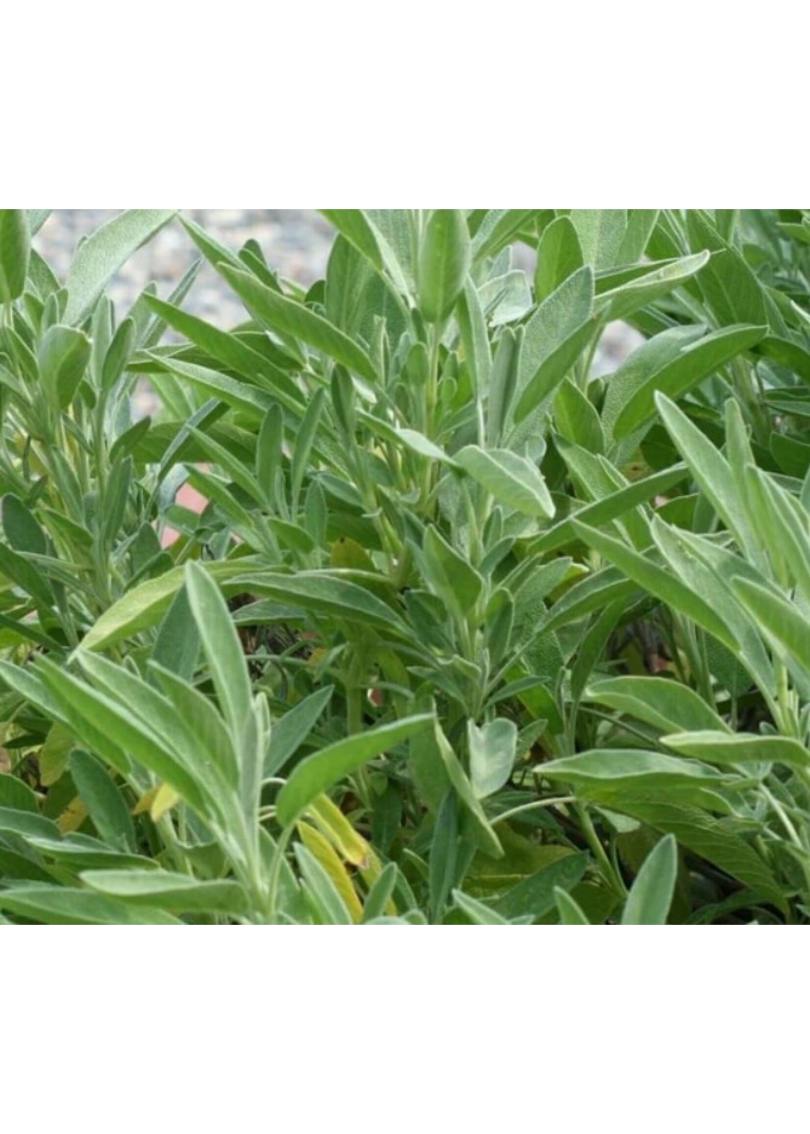 WestCoast Seeds Sage Ceres Organic