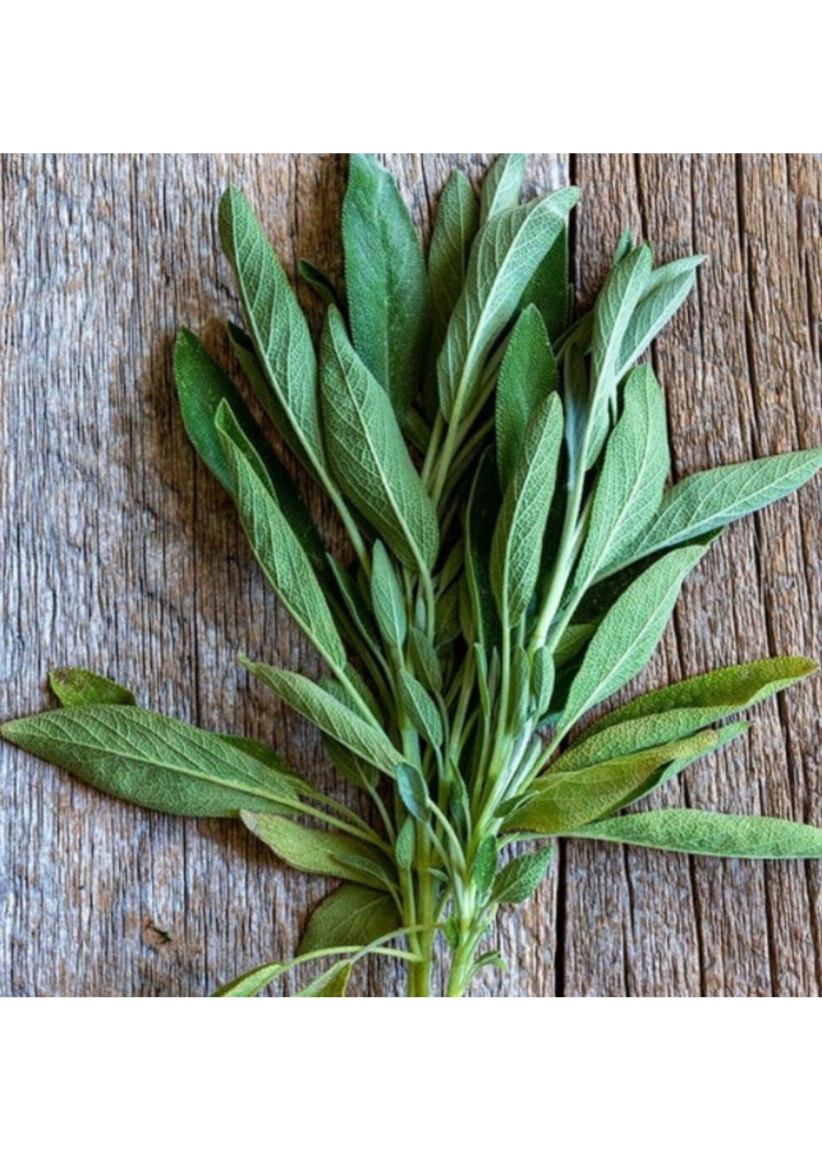 WestCoast Seeds Sage Ceres Organic