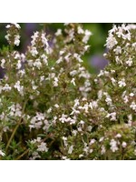 WestCoast Seeds Winter Thyme