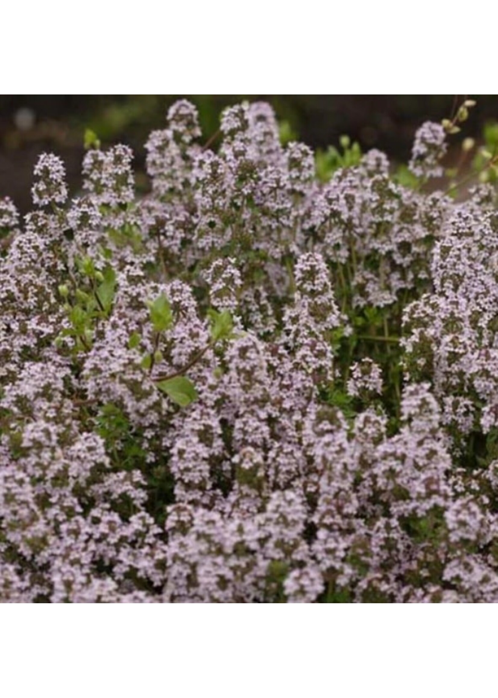 WestCoast Seeds Winter Thyme