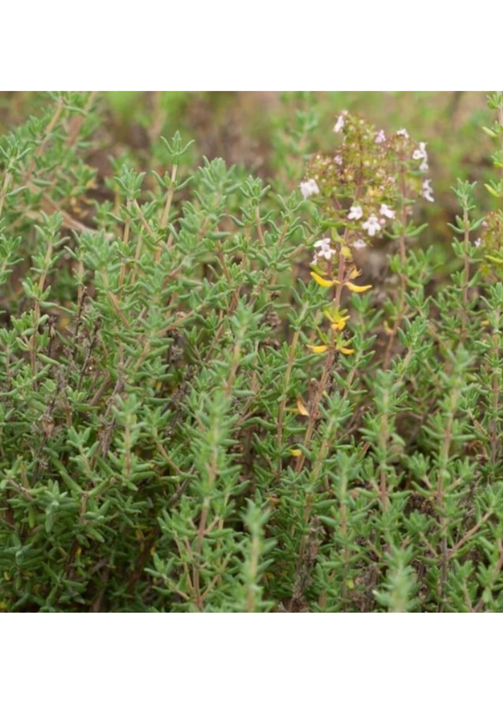 WestCoast Seeds Winter Thyme