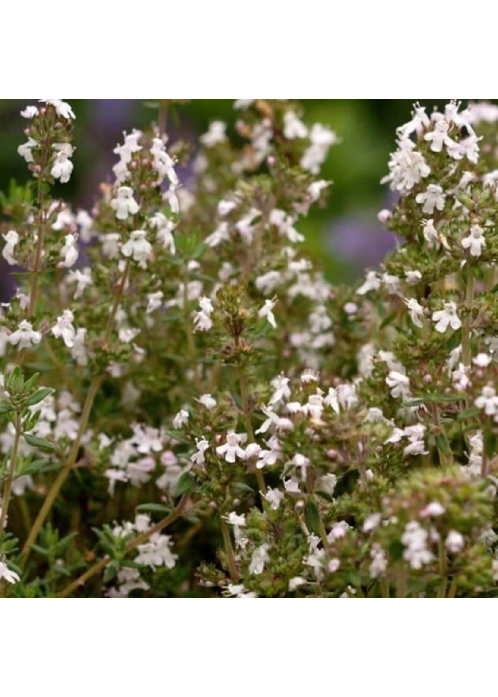 WestCoast Seeds Winter Thyme