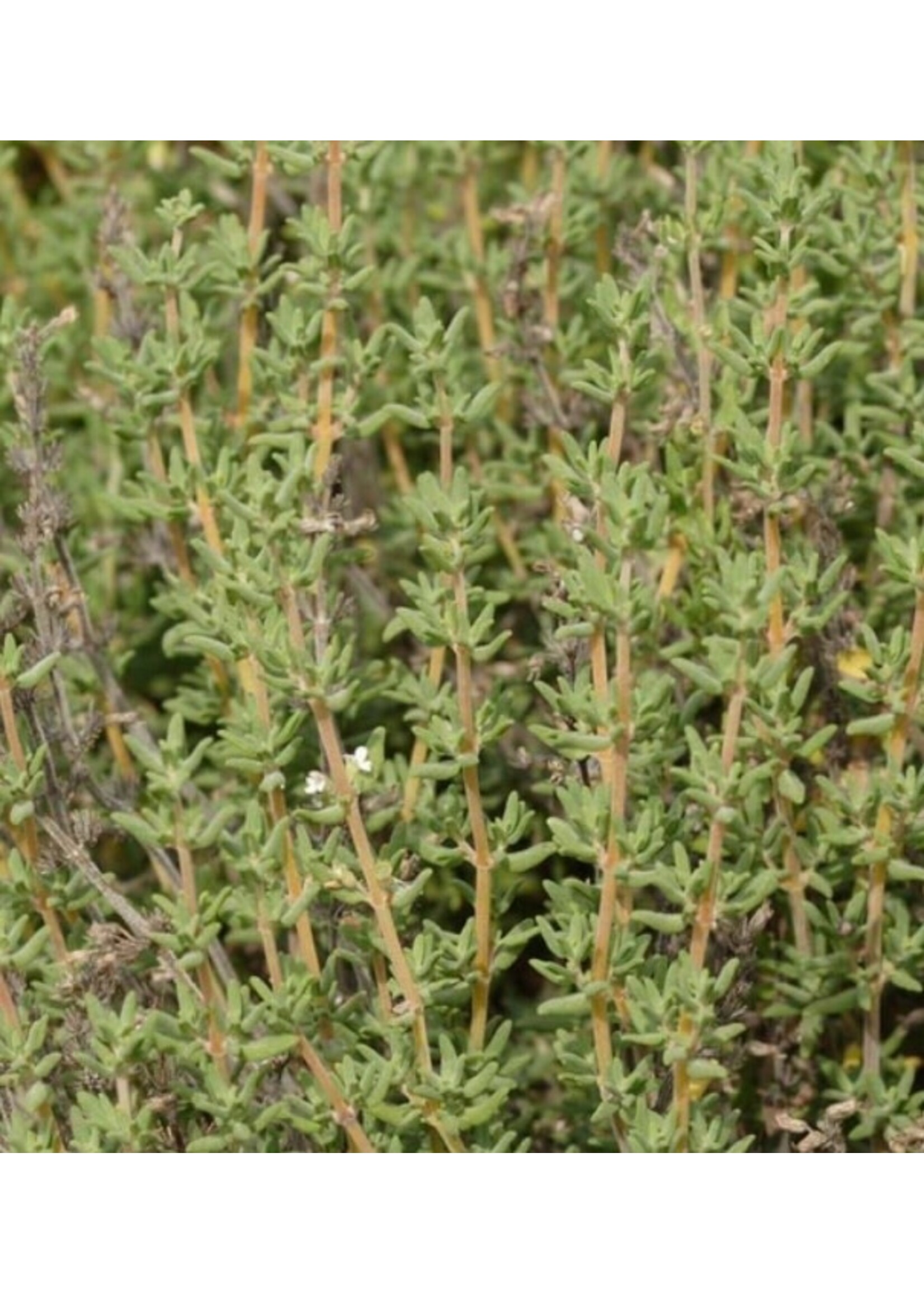 WestCoast Seeds Winter Thyme