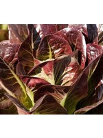 WestCoast Seeds Lettuce Breen Pelleted Organic