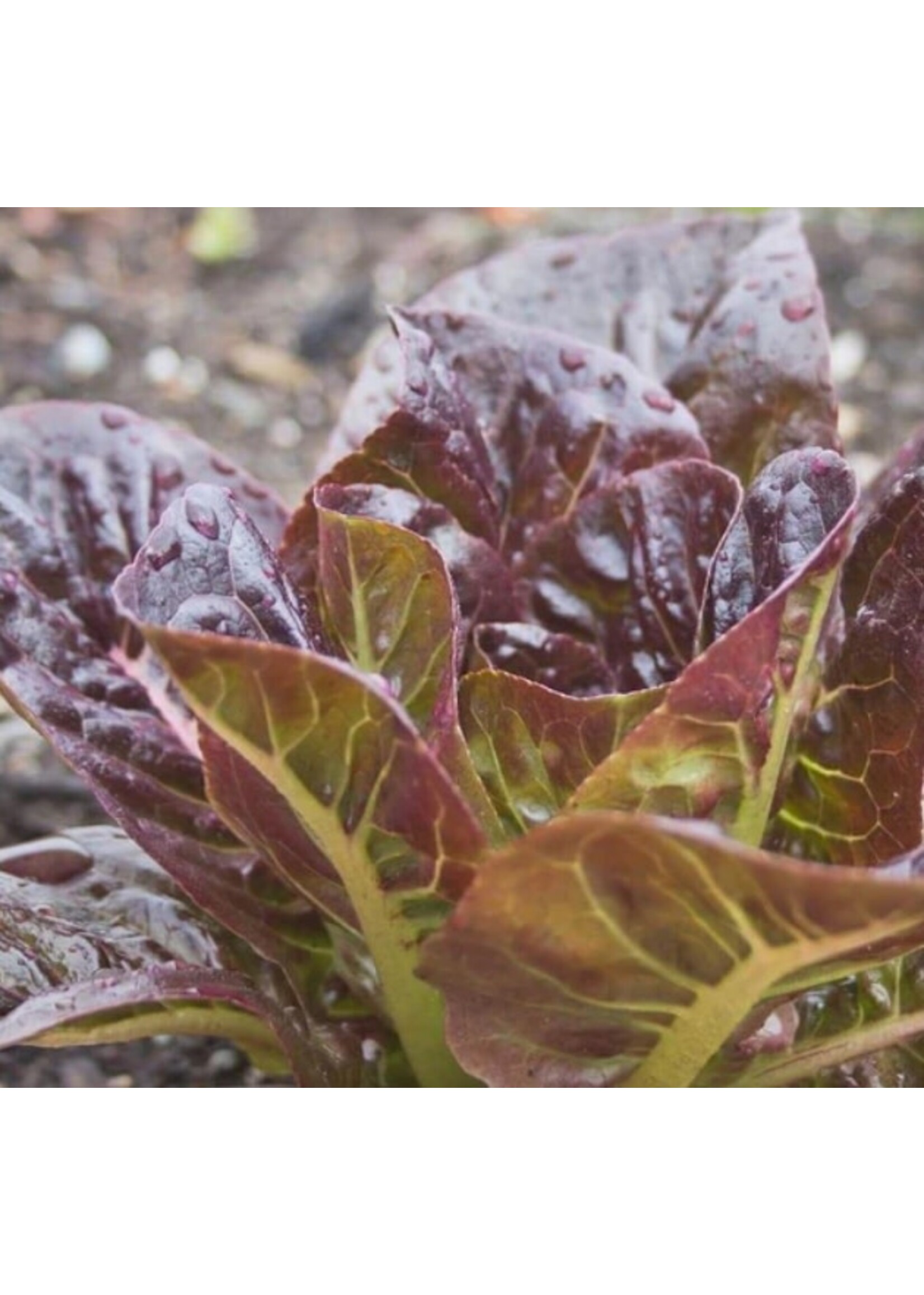 WestCoast Seeds Lettuce Breen Pelleted Organic