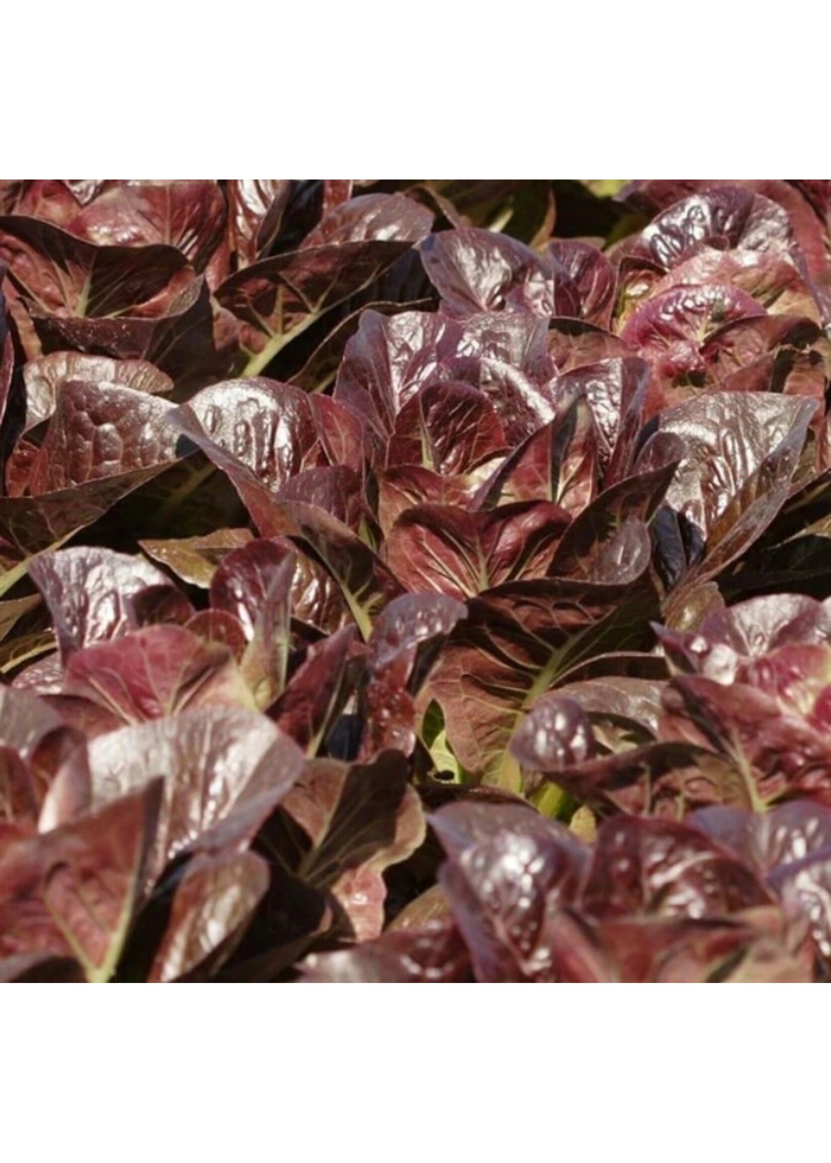 WestCoast Seeds Lettuce Breen Pelleted Organic
