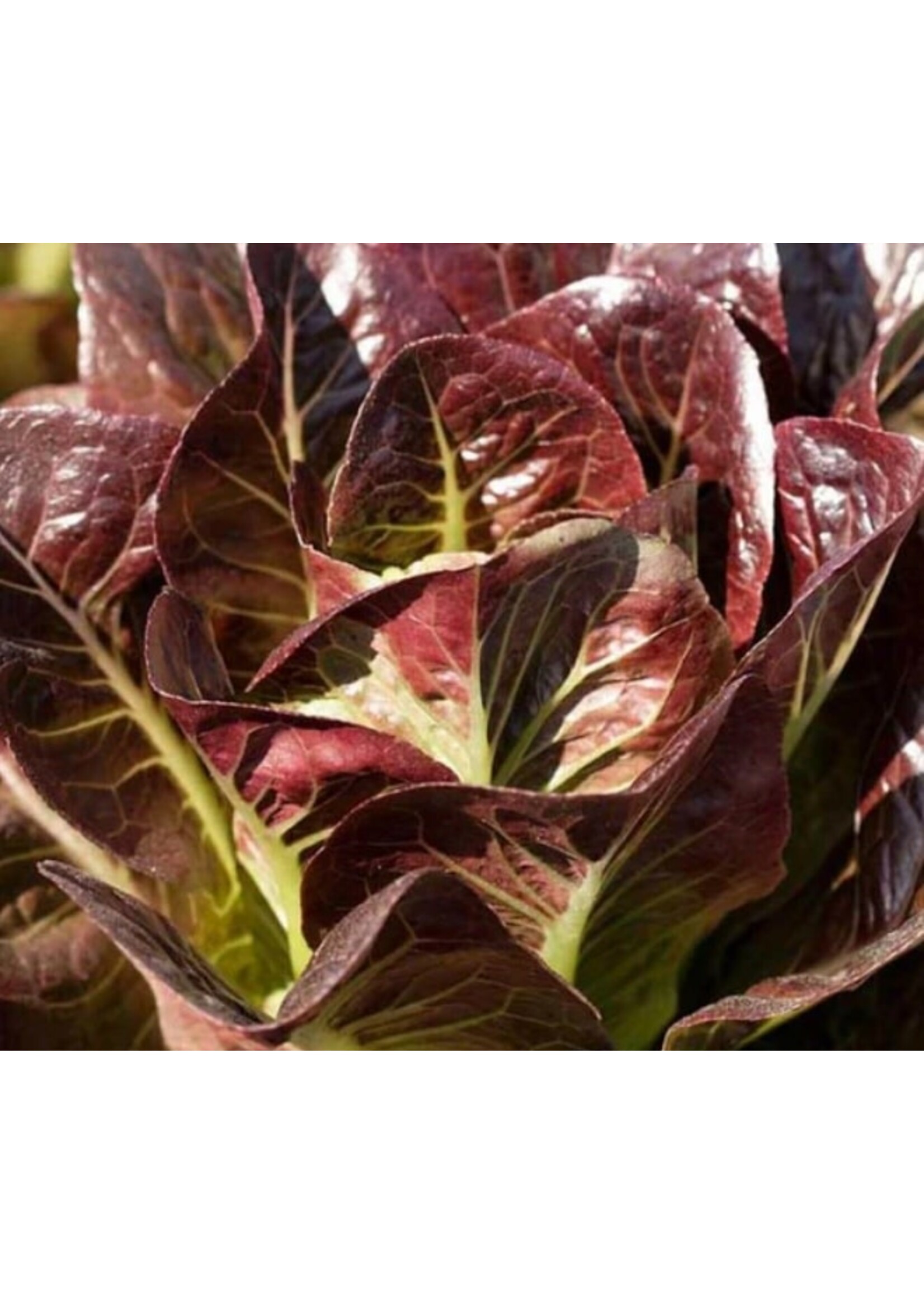 WestCoast Seeds Lettuce Breen Pelleted Organic