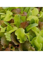 WestCoast Seeds Lettuce Super Gourmet Salad Blend