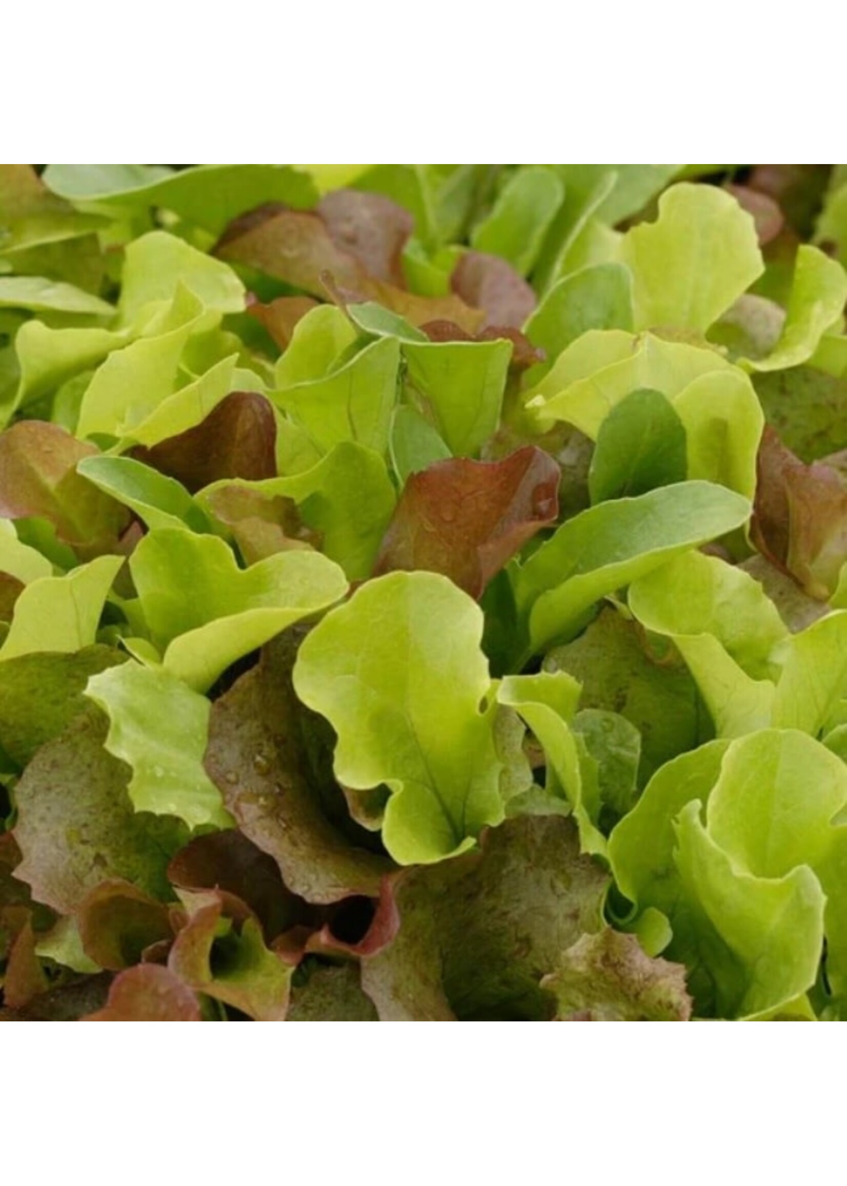 WestCoast Seeds Lettuce Super Gourmet Salad Blend