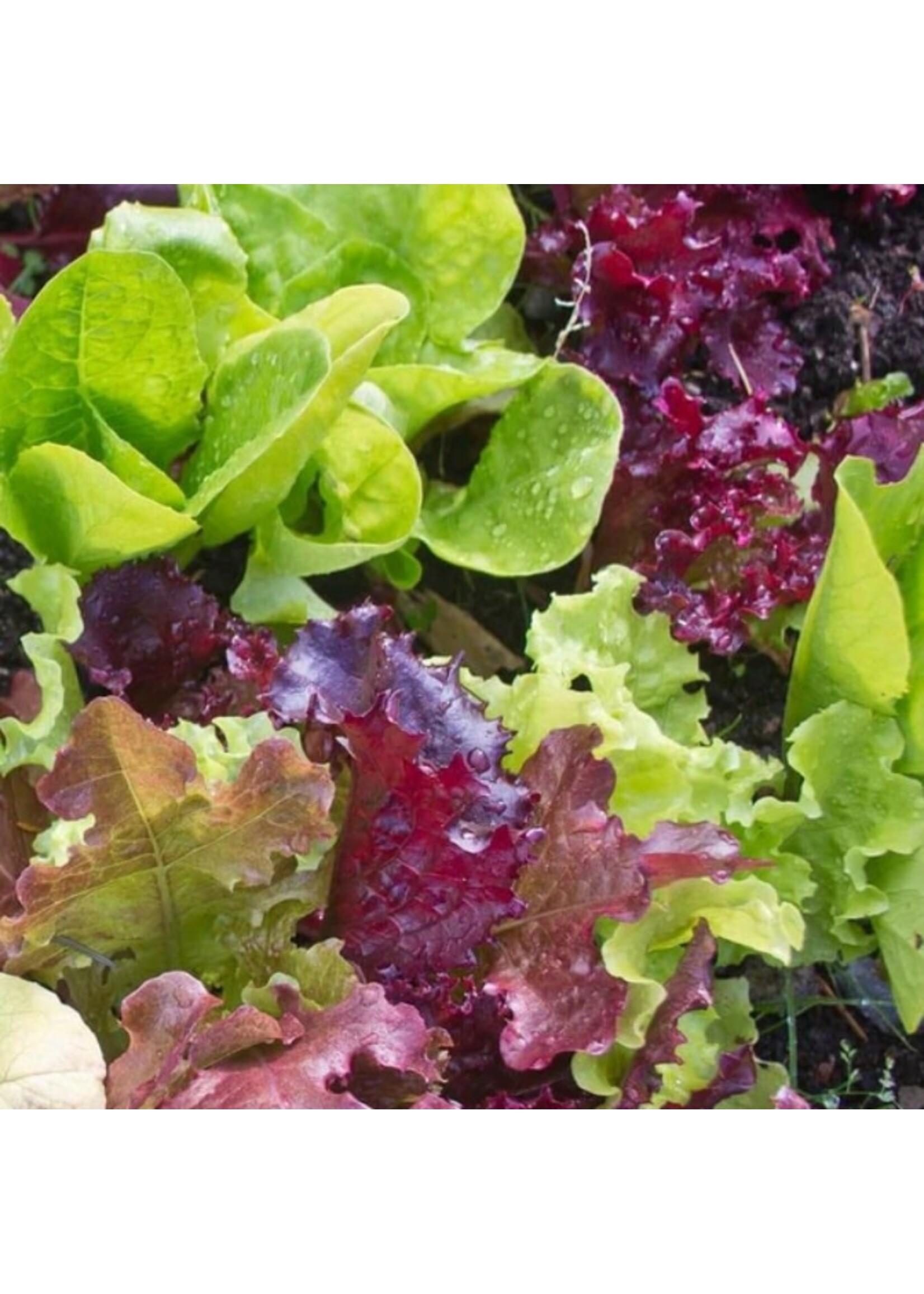 WestCoast Seeds Lettuce Super Gourmet Salad Blend