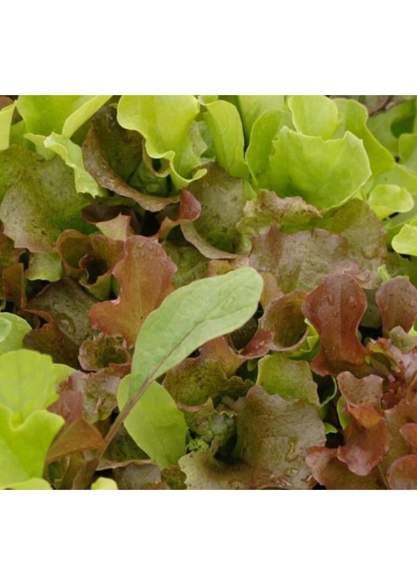 WestCoast Seeds Lettuce Super Gourmet Salad Blend