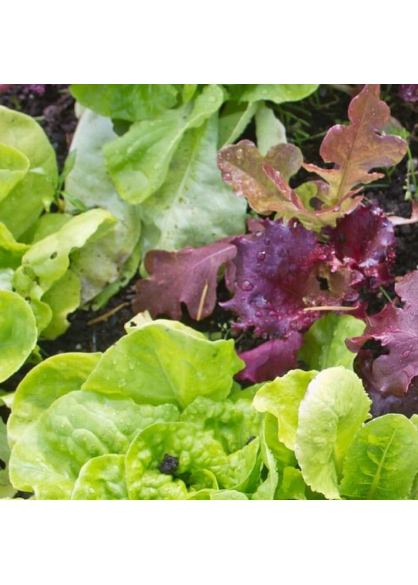 WestCoast Seeds Lettuce Super Gourmet Salad Blend