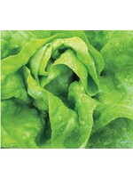 WestCoast Seeds Lettuce Buttercrunch