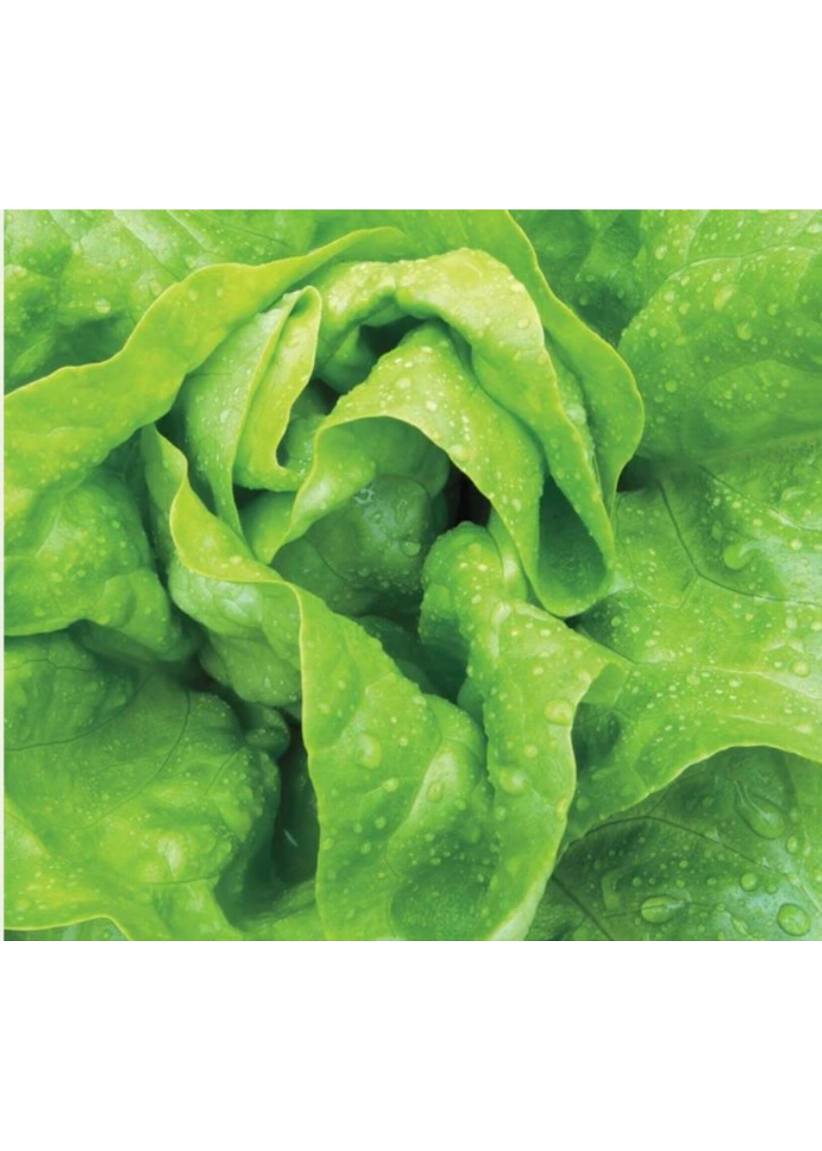 WestCoast Seeds Lettuce Buttercrunch