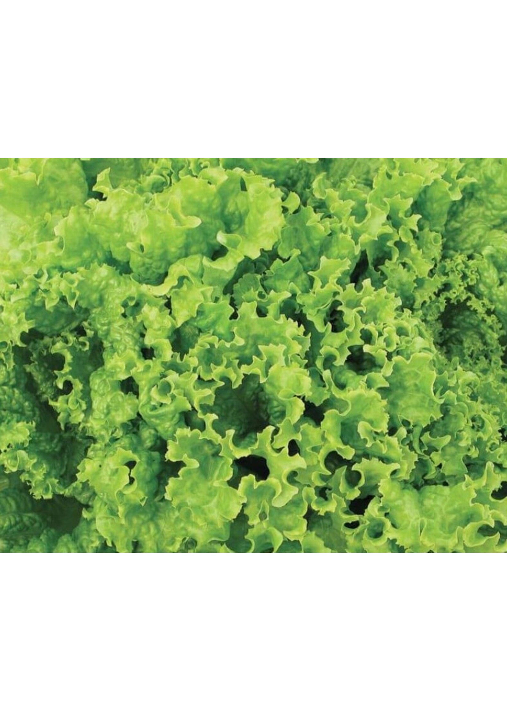 WestCoast Seeds Lettuce Grand Rapids TBR