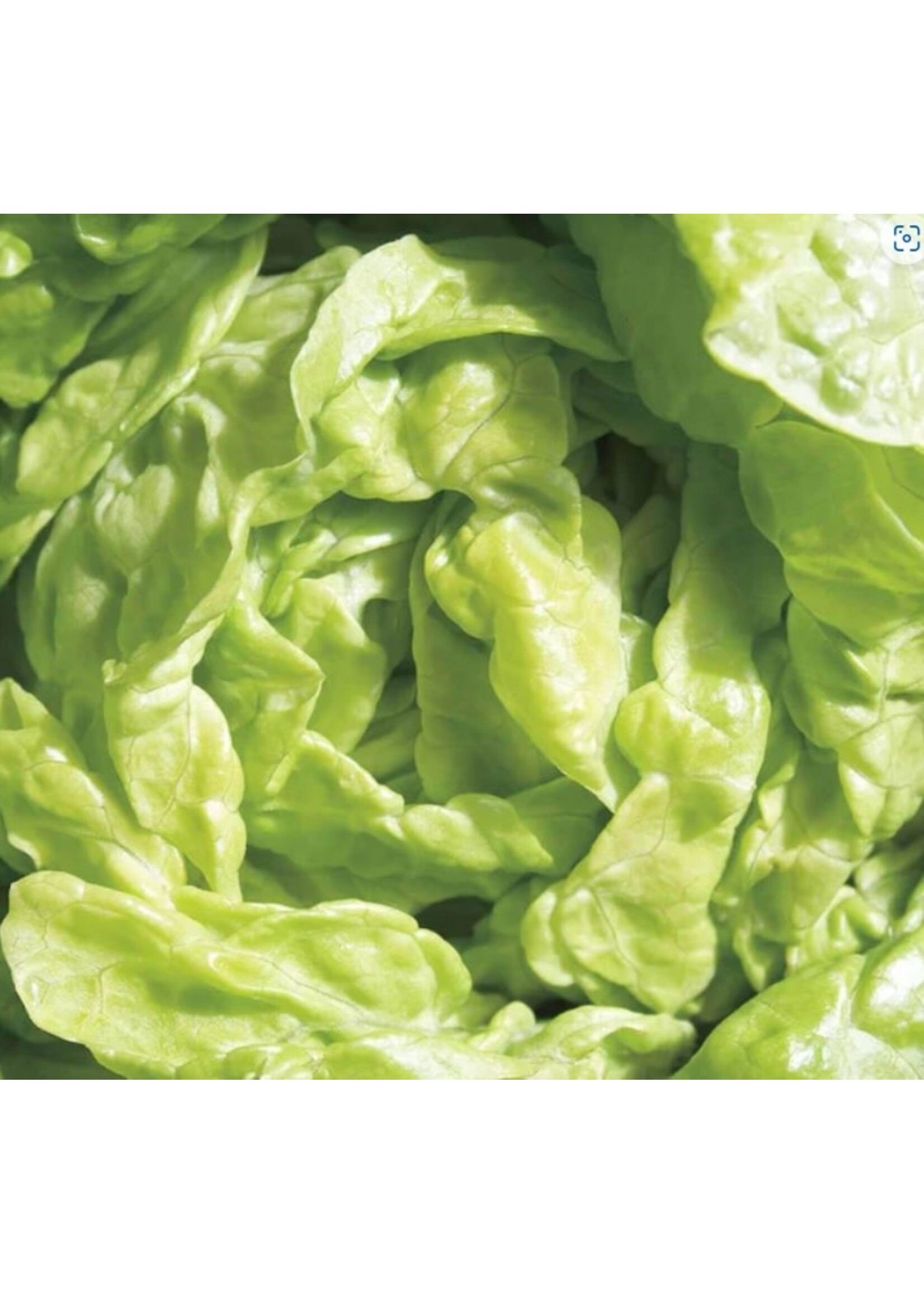 WestCoast Seeds Lettuce Tom Thumb
