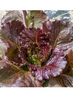 WestCoast Seeds Lettuce Red Iceberg