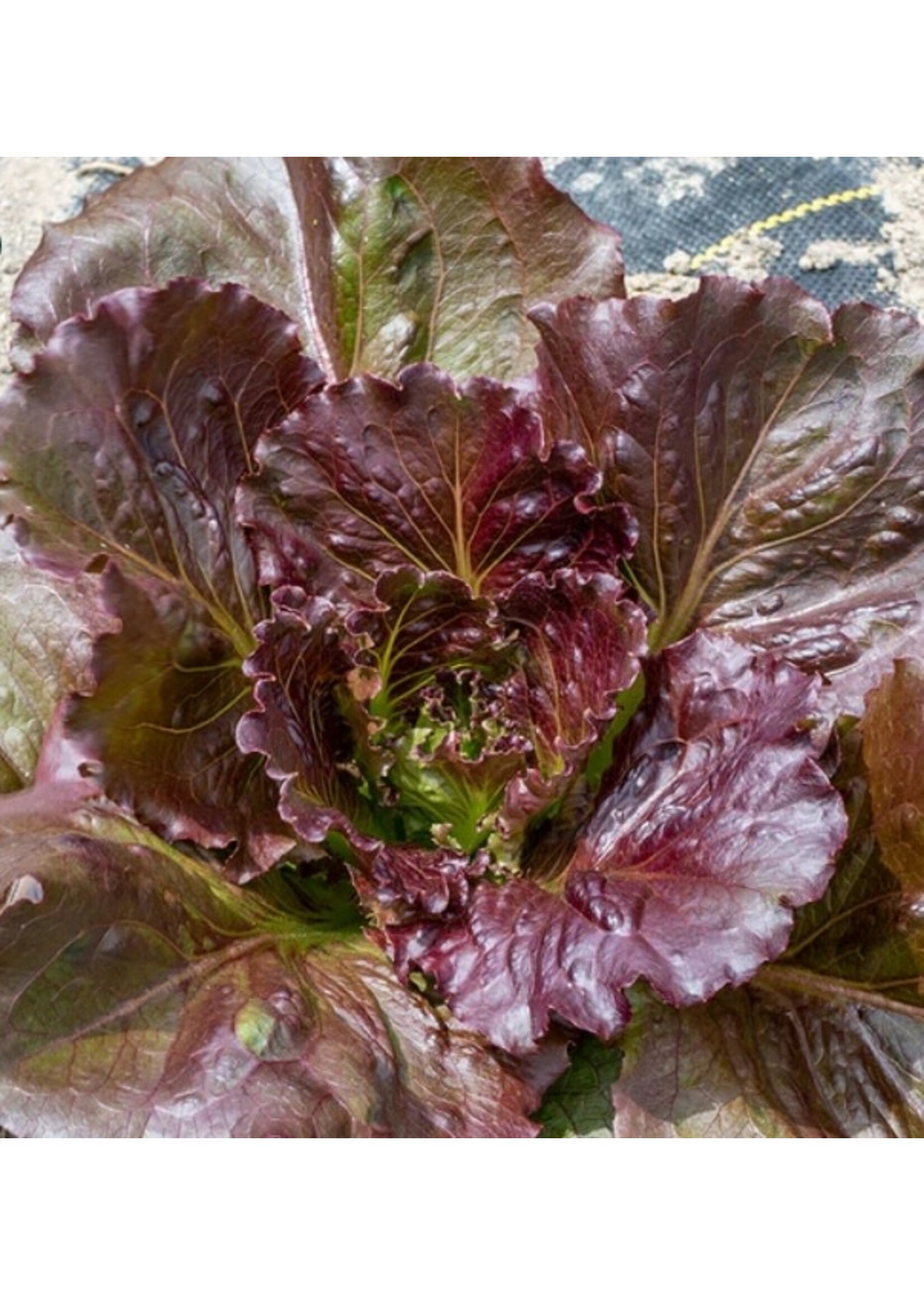 WestCoast Seeds Lettuce Red Iceberg